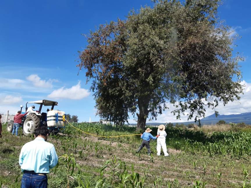 TRABAJO COORDINADO PRESIDENCIA DE ZITLALTEPEC Y SEFOA CONTRA EL GUSANO DEFOLIADOR DEL&nbsp;MAÍZ