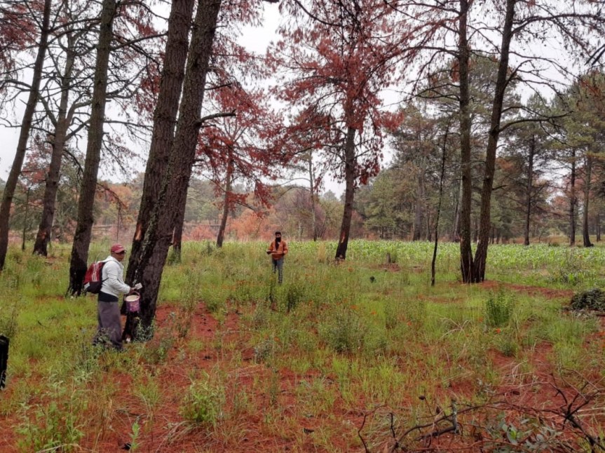 INICIAN CGE, SEMARNAT Y CONAFOR TRABAJOS DESANEAMIENTO EN EL PARQUE NACIONAL LA&nbsp;MALINCHE