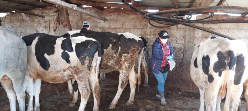Se benefician ganaderos de Ixtenco con campaña de vacunación gratuita a bovinos y&nbsp;caprinos