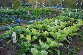 ¡Asiste al curso de Huertos Familiares en Santa Cruz Tlaxcala, curso&nbsp;gratuito!