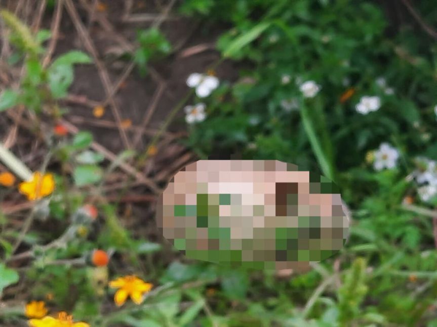 Policía municipal de Huamantla localizan osamenta humana en terrenos de&nbsp;labor