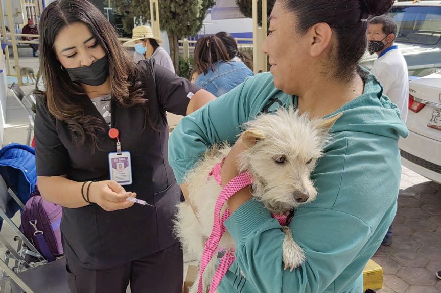 TENDRÁ HUAMANTLA JORNADA DE VACUNACIÓN ANTIRRÁBICA CANINA Y&nbsp;FELINA