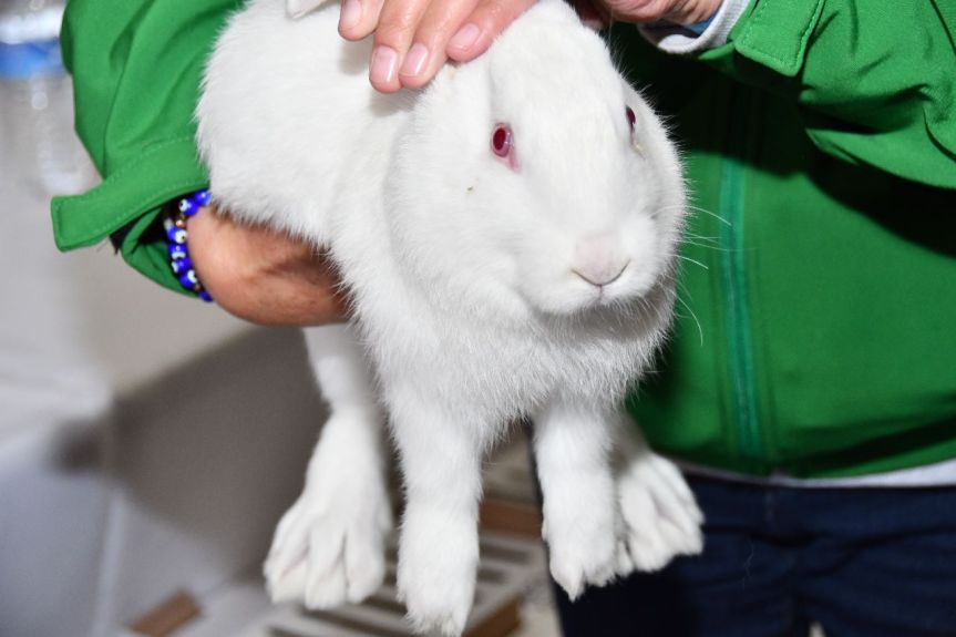 CONVOCA AYUNTAMIENTO HUAMANTLA A JORNADA DE VACUNACIÓN CONTRA LA FIEBRE HEMORRÁGICA EN&nbsp;CONEJOS