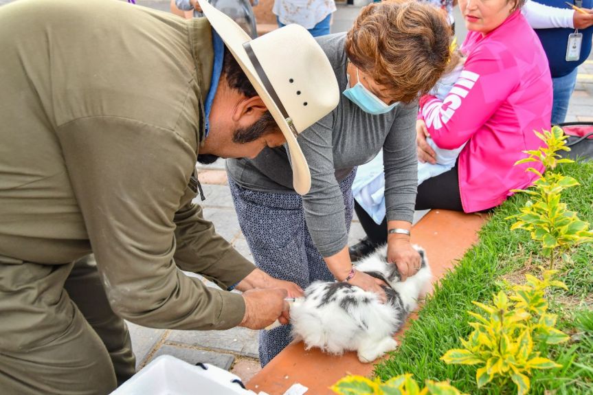 REALIZA AYUNTAMIENTO DE HUAMANTLA Y SIA JORNADA GRATUITA DE VACUNACIÓN A&nbsp;CONEJOS