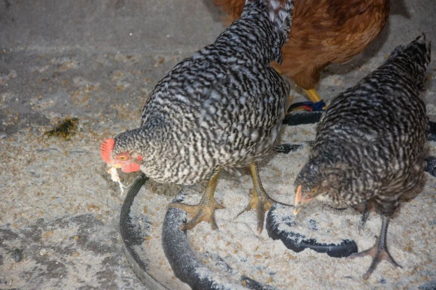 INVITA AYUNTAMIENTO DE HUAMANTLA A ADQUIRIR PAQUETES DE ESPECIES MENORES A BAJO&nbsp;COSTO