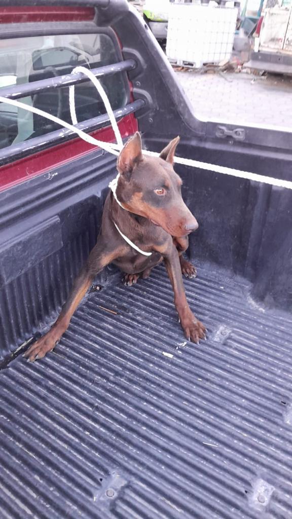 FIRMA PROPIETARIO DE CAN AGRESIVO RESPONSIVA CON LA UNIDAD CANINA DE&nbsp;HUAMANTLA