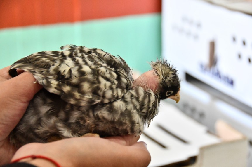 INVITA AYUNTAMIENTO DE HUAMANTLA A ADQUIRIR PAQUETES DE ESPECIES MENORES A BAJO&nbsp;COSTO