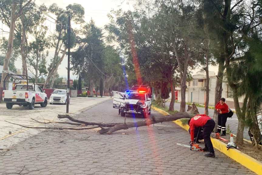 RETIRA PROTECIÓN CIVIL DE HUAMANTLA ÁRBOL CAÍDO SOBRE EL BULEVAR FERNANDO HERNÁNDEZ CARRASCO 