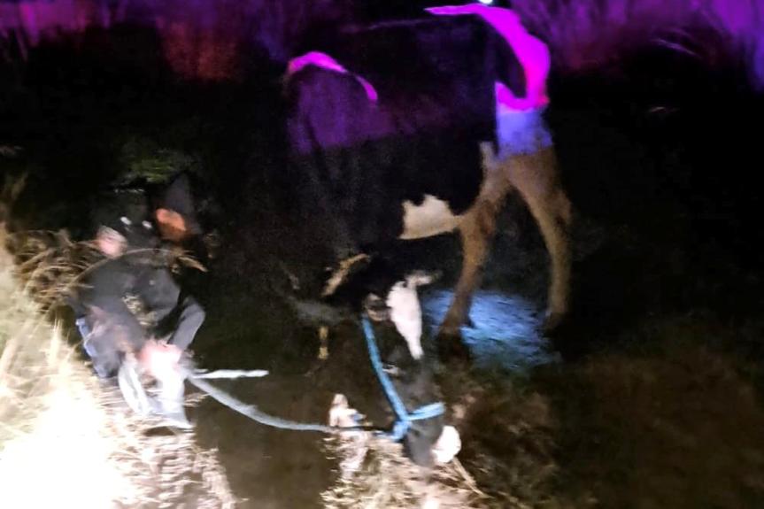 RECUPERA POLICÍA DE HUAMANTLA GANADO BOVINO TRAS OPERATIVO EN EL CARMEN&nbsp;XALPATLAHUAYA