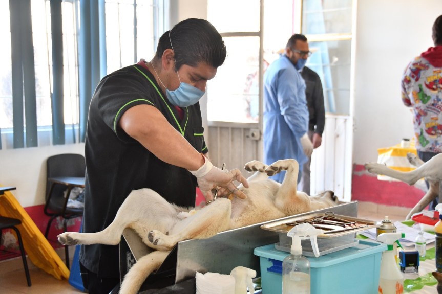 INVITA AYUNTAMIENTO DE HUAMANTLA Y SESA A JORNADAS DE ESTERILIZACIÓN CANINA Y&nbsp;FELINA