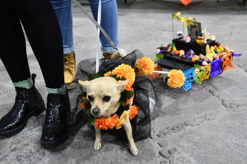 INVITA GOBIERNO DE HUAMANTLA A LA TERCERA EDICIÓN DEL CONCURSO DE MASCOTAS&nbsp;“PERRORÍFICO”