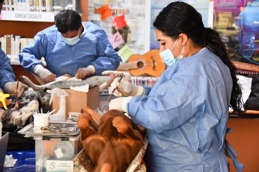 EN EL CENTRO CÍVICO DE HUAMANTLA, ESTE LUNES SE EFECTUARÁ LA CAMPAÑA DE ESTERILIZACIÓN CANINA Y&nbsp;FELINA