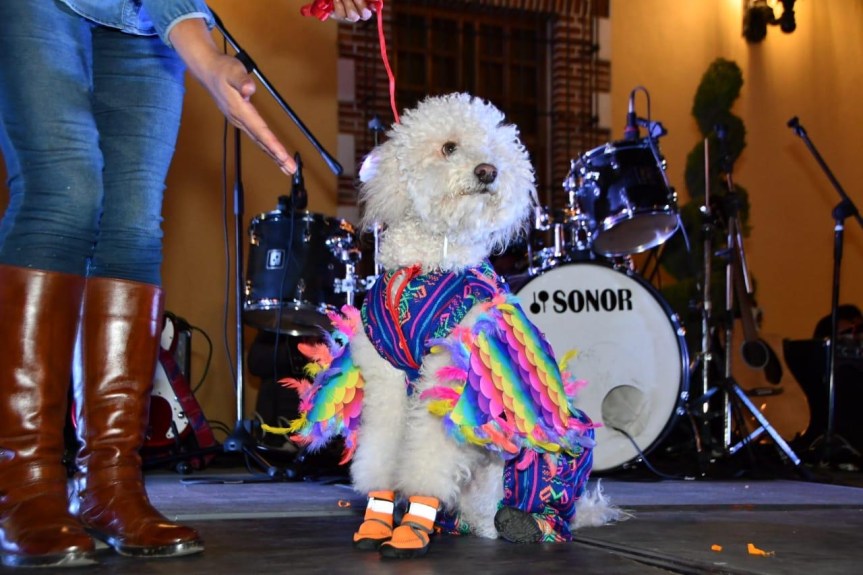 CREATIVIDAD Y DIVERSIÓN SE VIVIÓ EN EL CONCURSO DE DISFRACES “PERRORÍFICO” EN&nbsp;HUAMANTLA