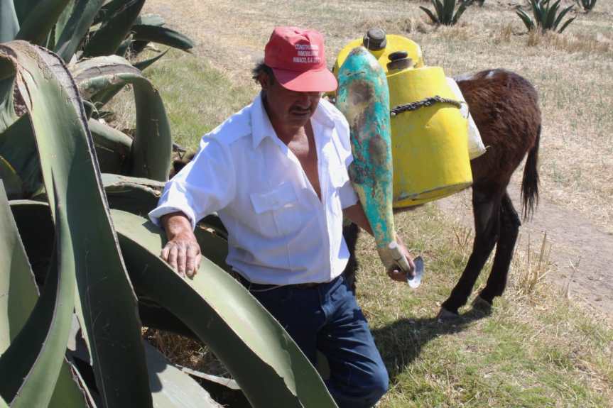 ANUNCIA SECRETARÍA DE CULTURA PRIMER FESTIVAL «EL TLACHIQUEO DE LAS&nbsp;ALTURAS»