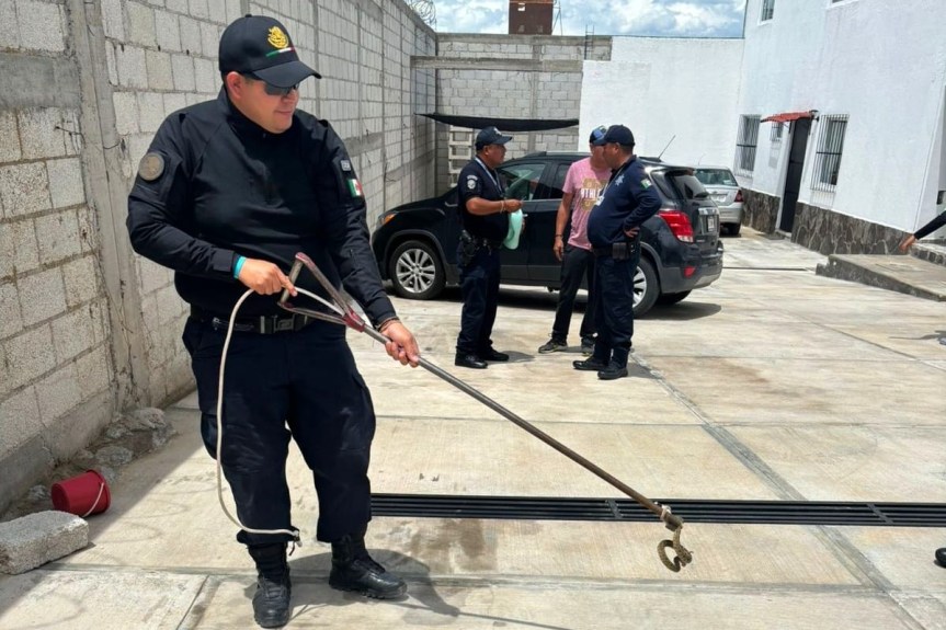 CAPTURA PROTECCIÓN CIVIL DE HUAMANTLA UNA VÍBORA DE CASCABEL EN EL BARRIO DE SAN&nbsp;LUCAS