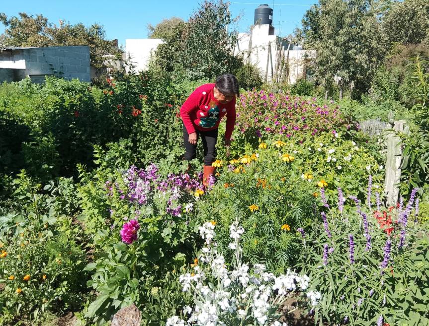USOS DE 7 PLANTAS MEDICINALES&nbsp;MEXICANAS