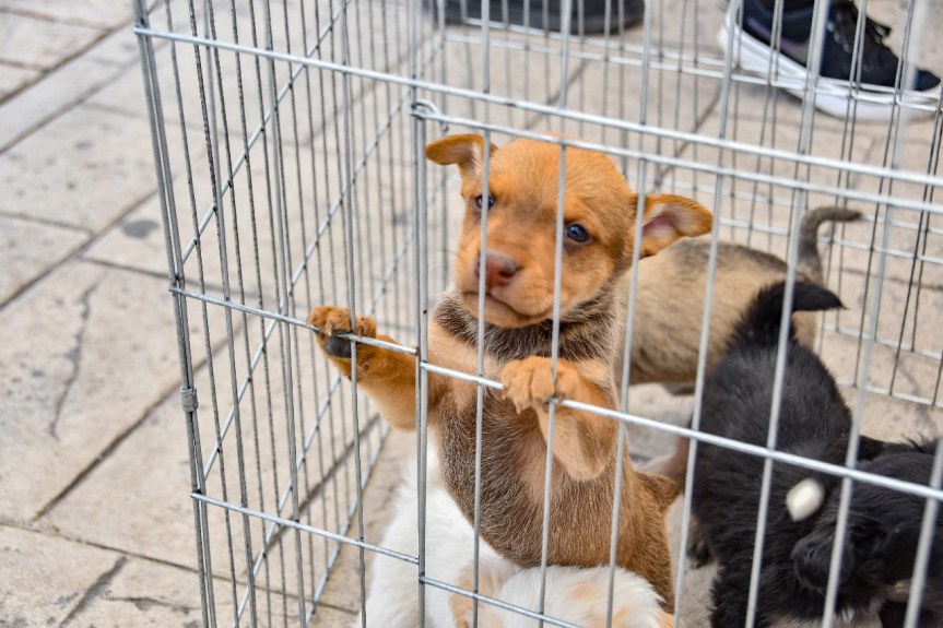 INVITA AYUNTAMIENTO DE HUAMANTLA A PARTICIPAR EN LA FERIA DE ADOPCIÓN&nbsp;CANINA
