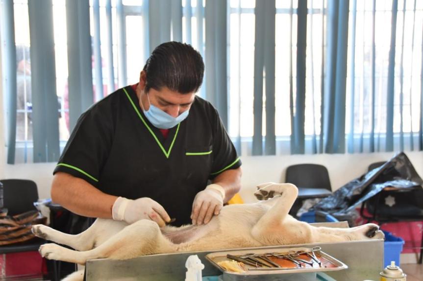GOBIERNO MUNICIPAL DE HUAMANTLA REALIZARÁ CAMPAÑA DE ESTERILIZACIÓN DE PERROS Y&nbsp;GATOS