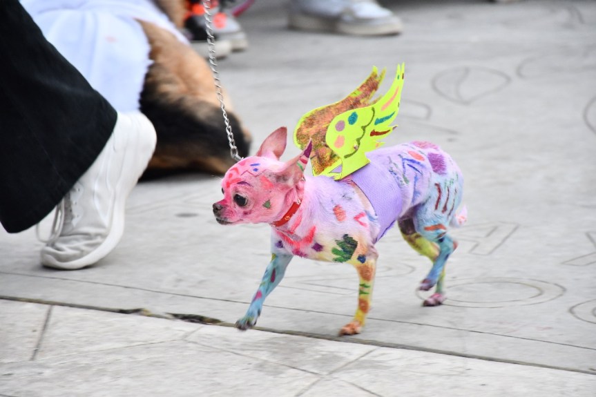 CREATIVIDAD Y DIVERSIÓN SE VIVIÓ EN EL PRIMER CONCURSO «MASCO-TERROR» EN&nbsp;HUAMANTLA