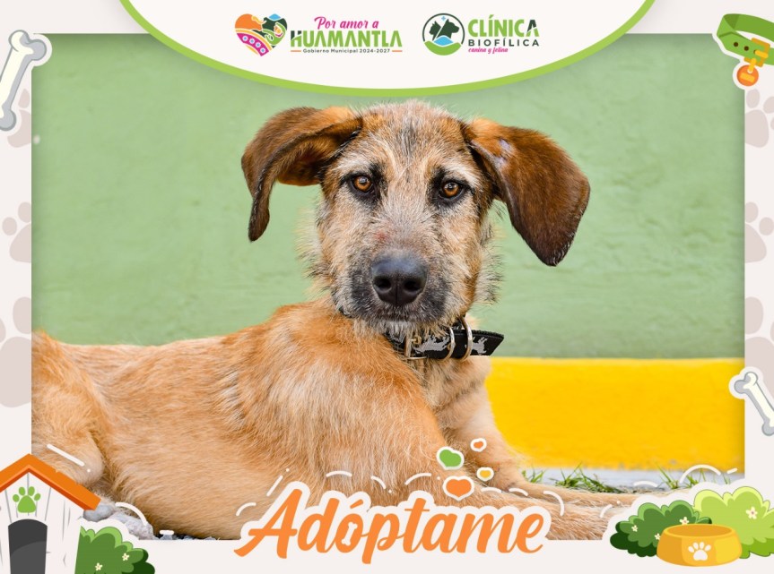 GOBIERNO MUNICIPAL DE HUAMANTLA INVITA A LAS FAMILIAS A DAR UNA NUEVA OPORTUNIDAD A&nbsp;“RUFO”