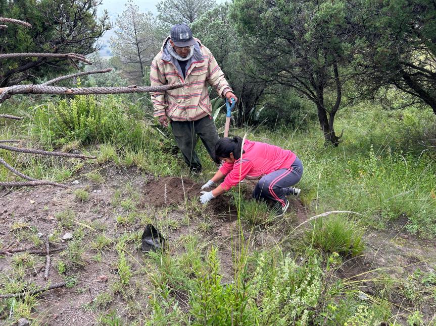 Planta gobierno de Ixtenco 300 arboles en cerro de&nbsp;Xalapasco
