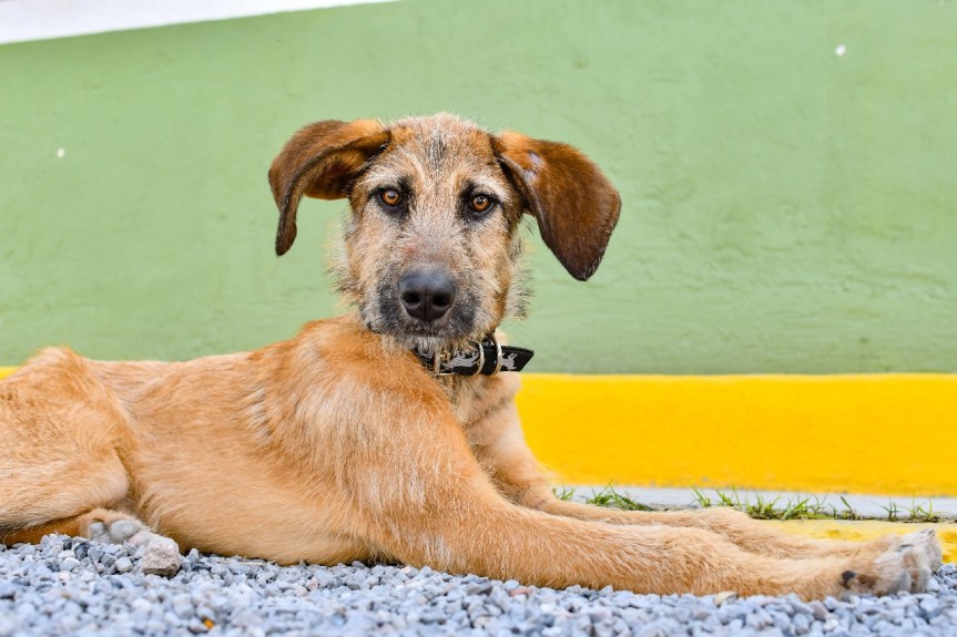 CLÍNICA BIOFÍLICA: UN AÑO DE ACCIONES EN FAVOR DE LA SALUD ANIMAL EN&nbsp;HUAMANTLA