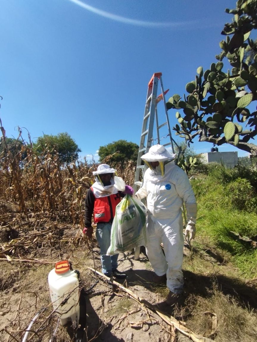 En dos meses, Protección Civil de Ixtenco, eliminó 25 nidos de avispas y reubicó 9 panales de&nbsp;abejas