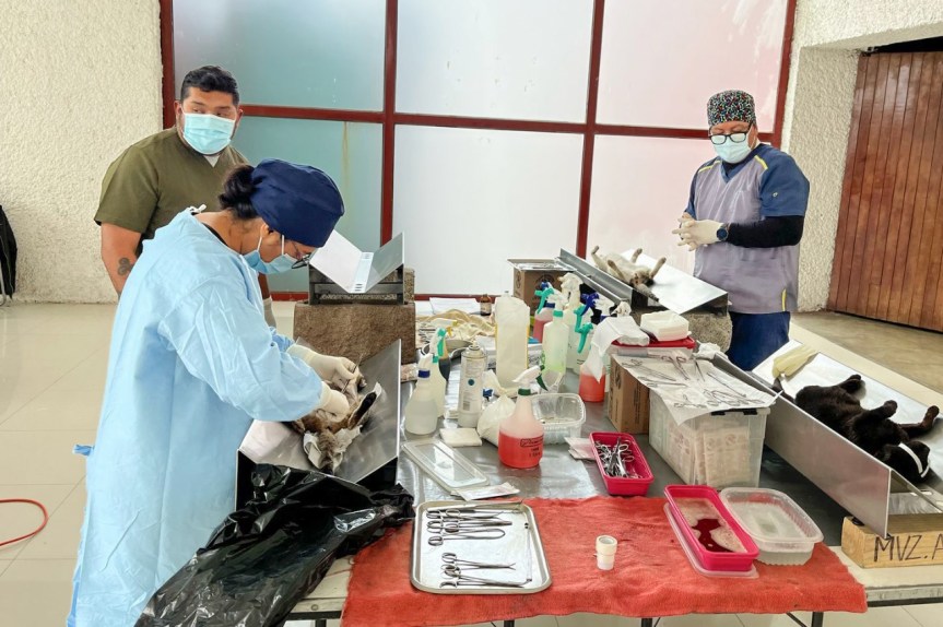 CON IMPORTANTE RESPUESTA CIUDADANA INICIÓ GOBIERNO DE HUAMANTLA CAMPAÑA GRATUITA DE ESTERILIZACIÓN CANINA Y&nbsp;FELINA