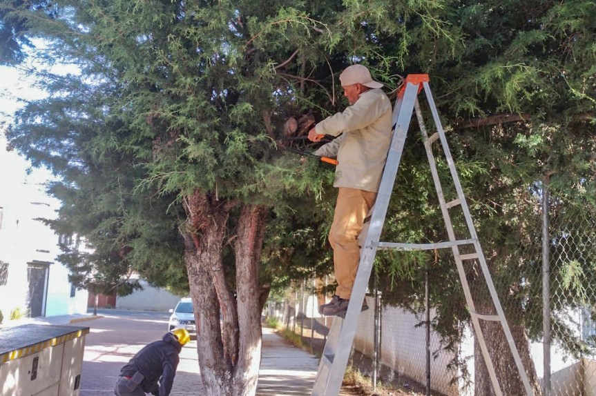 GOBIERNO MUNICIPAL REALIZA PODA PREVENTIVA EN CALLES Y PARQUES DE&nbsp;HUAMANTLA