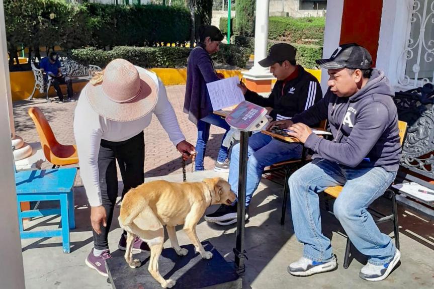 LOGRAN GOBIERNO DE HUAMANTLA Y SESA ESTERILIZAR A 450 PERROS Y GATOS EN CAMPAÑA&nbsp;GRATUITA