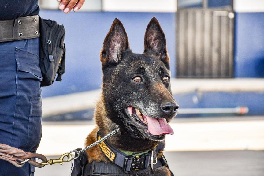 UNIDAD CANINA K9 AL SERVICIO DE HUAMANTLA PARA FORTALECER&nbsp;SEGURIDAD