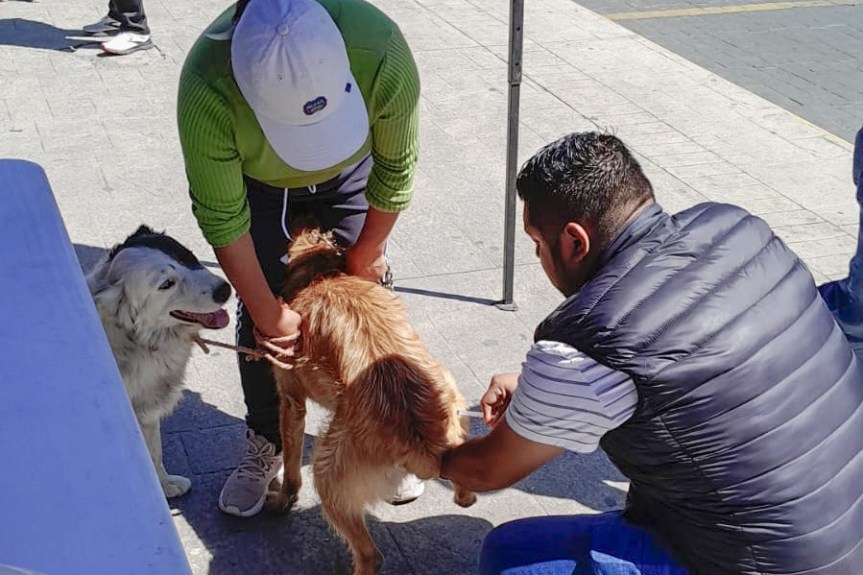 ¡PROTEGE A TUS MASCOTAS! GOBIERNO DE HUAMANTLA INVITA A VACUNARLAS CONTRA LA&nbsp;RABIA