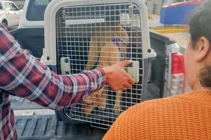 RESCATAN AUTORIDADES MUNICIPALES Y ESTATALES A PERRITA EN SITUACIÓN DE MALTRATO EN&nbsp;HUAMANTLA