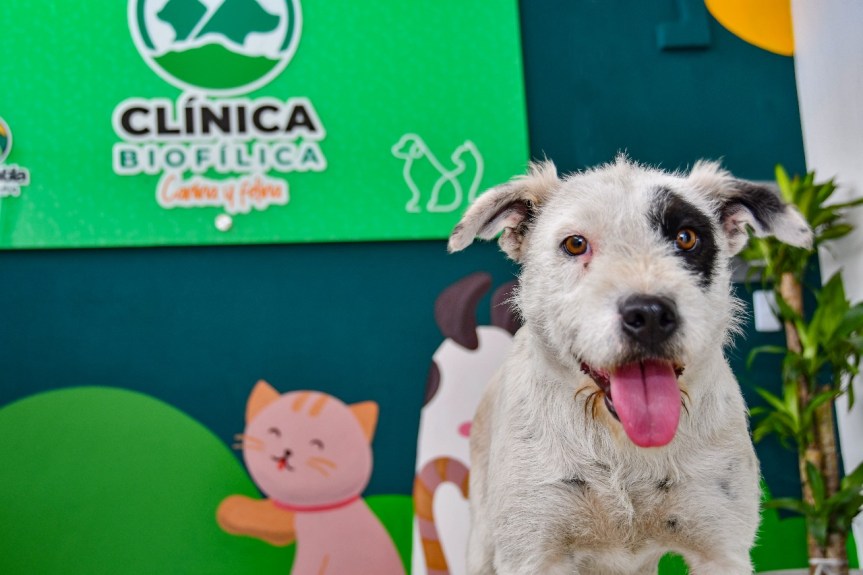 CLÍNICA BIOFÍLICA DE HUAMANTLA HA RESCATADO A 106 PERRITOS Y&nbsp;GATITOS