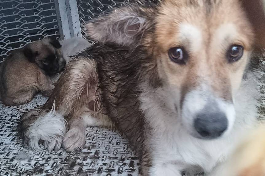 RESCATA CLÍNICA BIOFÍLICA DE HUAMANTLA A LOMITO ATRAPADO EN UNA BARDA DURANTE LA LLUVIA DE ESTE&nbsp;LUNES