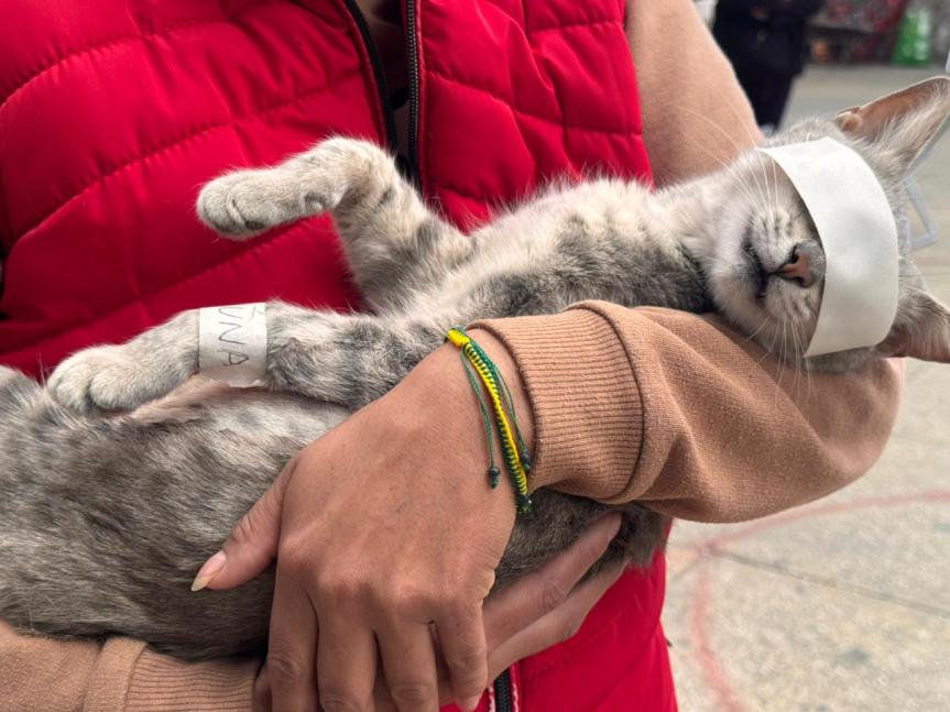 Ixtenco logra 50 esterilizaciones gratuitas en el primer día de jornadaGobierno Municipal anuncia nueva fecha para continuar con esta acción en favor del bienestar&nbsp;animal