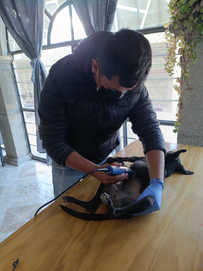 GOBIERNO DE HUAMANTLA LLEVA CAMPAÑA GRATUITA DE ESTERILIZACIÓN CANINA Y FELINA A NCP JOSÉ MARÍA&nbsp;MORELOS