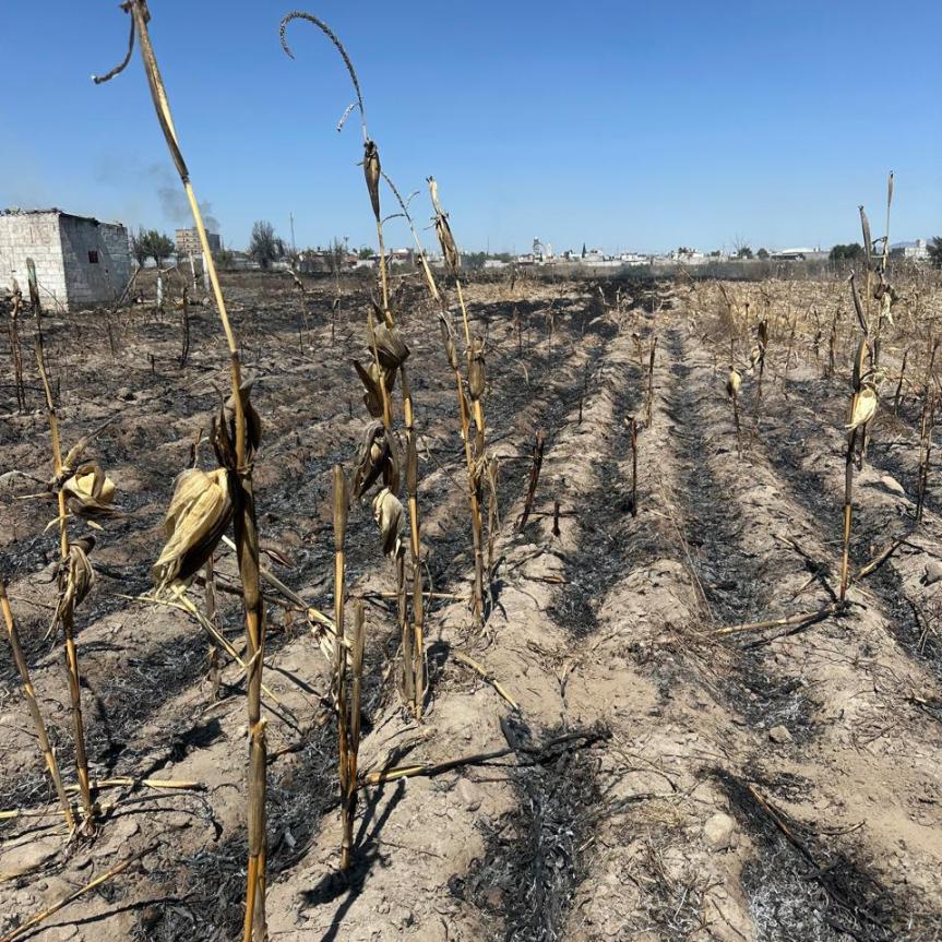 Incendio en parcela afecta apiario; Protección Civil de Ixtenco logra&nbsp;controlarlo