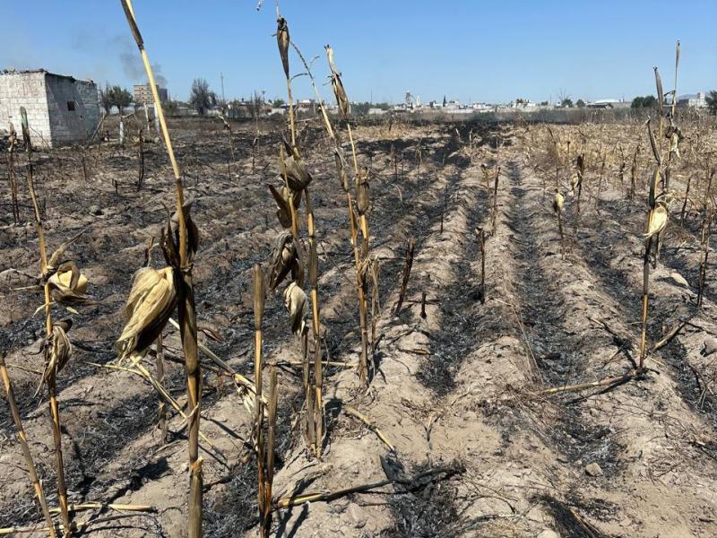 Incendio en parcela afecta apiario; Protección Civil de Ixtenco logra&nbsp;controlarlo